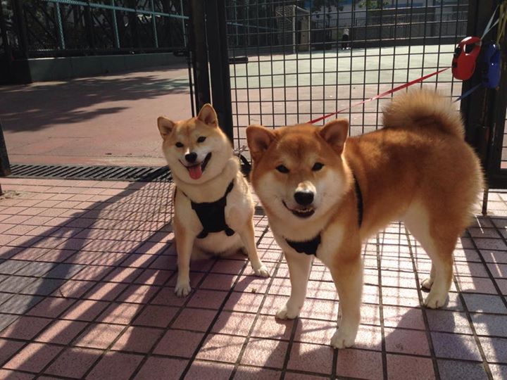中国乒乓球队备战巴黎奥运，阵容调整，国乒巴黎奥运会男乒还有人吗