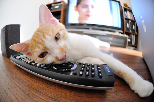 奥预赛中国女足夺冠 球迷共同庆祝辉煌，中国女足奥预赛成绩