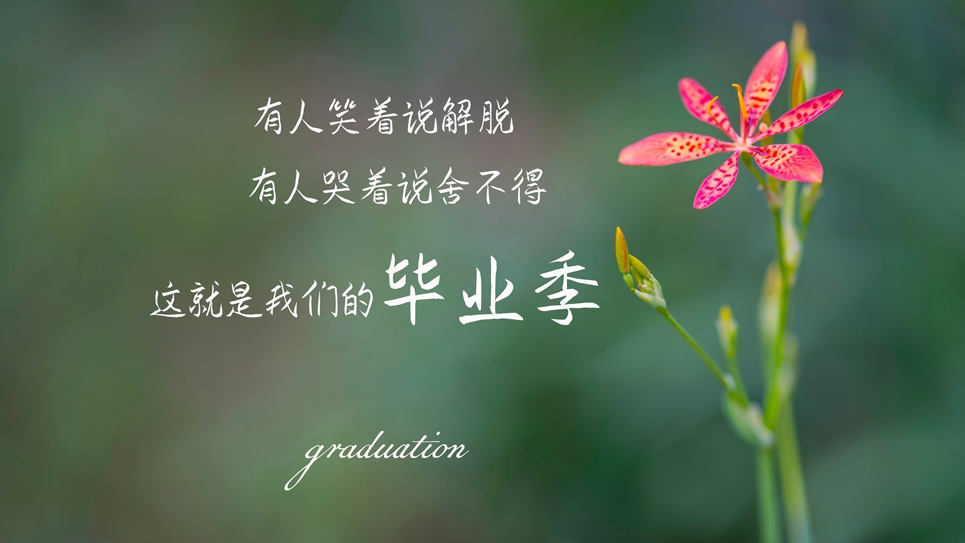 女子体操全能赛中国队包揽前三名,女子体操全能参赛名单