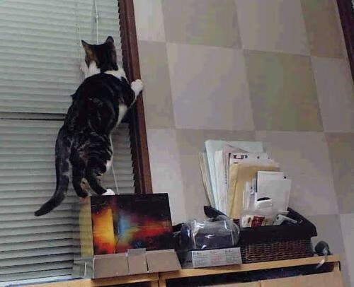 年轻选手发力 美队阵容更立体，美队颜值巅峰