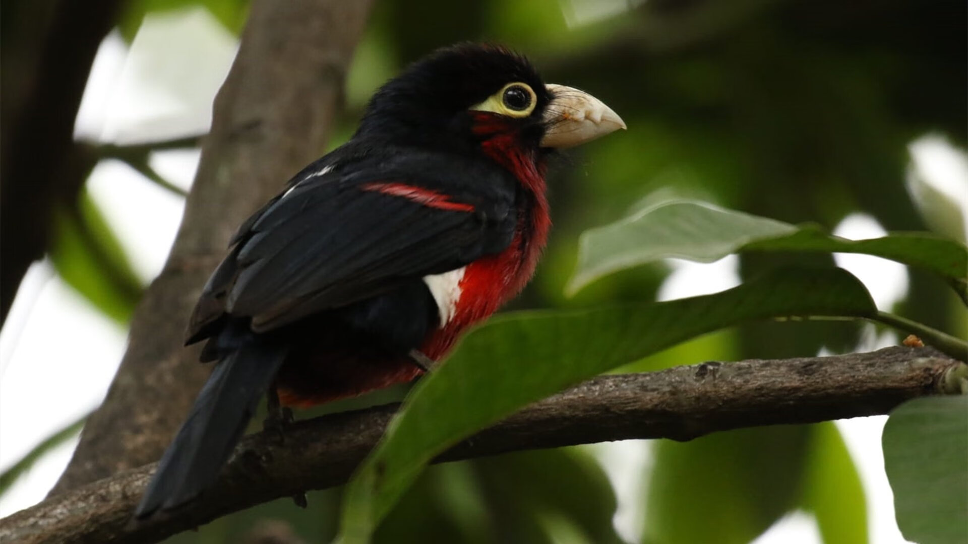 德国队后程冲刺略逊 仍具潜力，德国队can