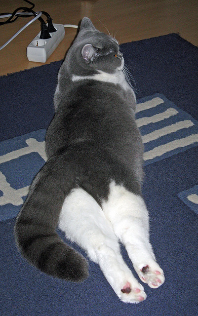 罗马尼亚队赛制剖析:如何通过团体配合提升整体作战能力,罗马尼亚已组联赛