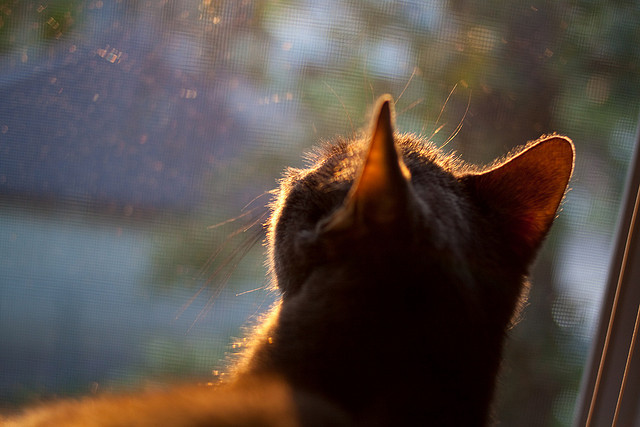 CBA球队着重提升替补阵容深度保障球队竞争稳定性，cba球队增加